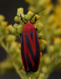 Scarlet-winged Lichen Moth (Hypoprepia miniata)