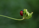 Seven-Spotted Lady Beetle