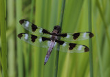 Twelve Spotted Skimmer