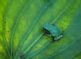 Grey Treefrog (Hyla Versicolor)