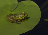 American Bull Frog