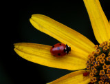 Lady Bug and Red Aphid