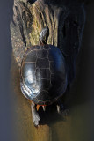 Eastern Painted Turtle