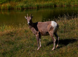 Rocky Mountain Bighorn Sheep