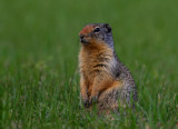 Columbian Ground Squirrel