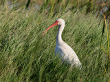 White Ibis