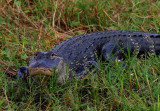 American Alligator