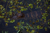 American Alligator hatchling