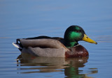 Mallard Duck