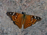Leilia Hackberry butterfly 