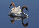 Trumpeter Swans