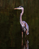 Great Blue Heron