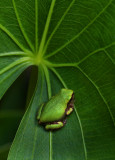 Grey Tree Frog