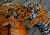 Lion and Tiger cubs