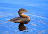 Pied-billed Grebe