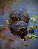 Florida Red-belly Cooters
