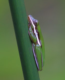 Florida Green Tree Frog