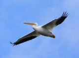 White Pelican