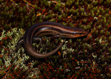 Five Lined Skink (male)
