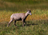 Bighorn Sheep (Ewe)