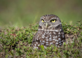 Burrowing Owl