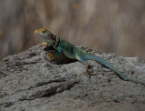 Collared Lizard (Male)