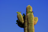 Saguaro Cactus