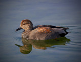 Gadwall