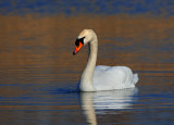 Mute Swan