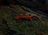 Eastern Newt (Reft Eft Phase)