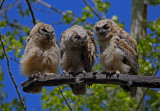 Great Horned Owlets