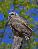 Great Horned Owlet