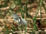 Ängsvitvinge - Leptidea reali - Réal's Wood White