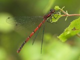 Röd flickslända - Pyrrhosoma nymphula - Large Red Damsel