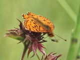 Myrprlemorfjril - Boloria aquilonaris - Cranberry fritillary