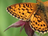 Myrpärlemorfjäril - Boloria aquilonaris - Cranberry fritillary