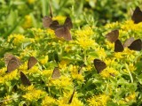 Luktgräsfjäril - Aphantopus hyperantus - Ringlet