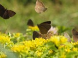Luktgräsfjäril - Aphantopus hyperantus - Ringlet