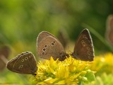 Luktgrsfjril - Aphantopus hyperantus - Ringlet