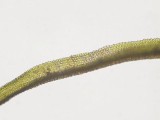 Dicranum montanum - Stubbkvastmossa - Mountain Fork-moss