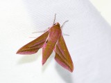 Strre snabelsvrmare - Deilephila elpenor - Elephant Hawk Moth