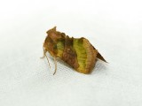 Grngul metallfly - Diachrysia chrysitis - Burnished Brass