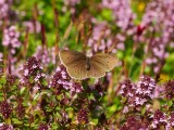 Luktgrsfjril - Aphantopus hyperantus - Ringlet