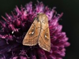 Vitflckat ngsfly - Mythimna conigera - Brown-line Bright-eye