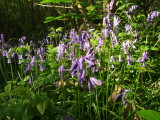 Bluebells  in  High  Wood.