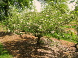 Entering  the  orchard.