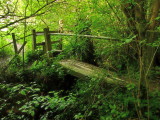 Footbridge  into  Foxhole  Wood.