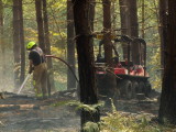 A  Banana  Splits  buggy in the remains of a wood.