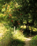 Rowan  tree  berries  adorn  the  route.