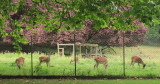Deer  in  their  enclosure .